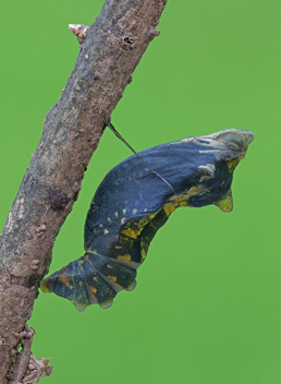 Pipevine Swallowtail - chrysalis